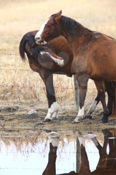 Horses in Pasture Canada