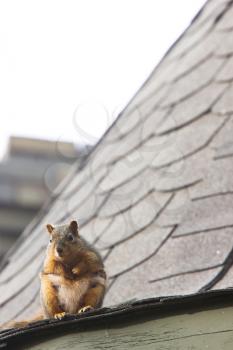 Squirrel on Rooftop Saskatchewan
