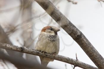 House Sparrow in Treee Canada