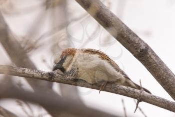 House Sparrow in Treee Canada