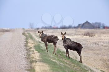 Cow and Calf Moose in Prairie Saskatchewan Canada