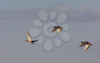 Mallard Ducks in Flight Canada