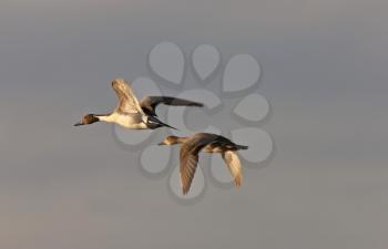 Canvasback Ducks in Flight Saskatchewan Canada