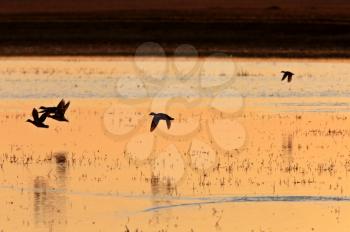 Ducks in Flight Sunrise Saskatchewan Canada