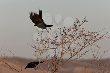 Crows in Flight Saskatchewan Canada