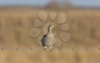 Sharptailed Grouse on Barbed Wire