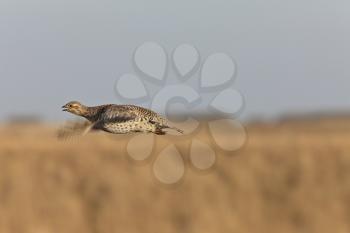 Sharptailed Grouse in Flight 