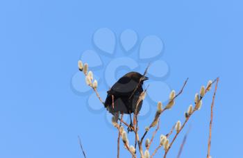 Brown Headed Cowbird on Pussy Willows