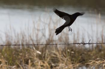 Common Grackle Blackbird Canada