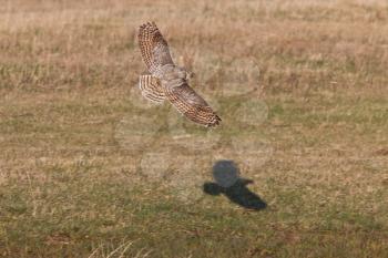 Great Horned Owl Saskatchewan in Flight