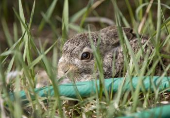 Small Bush Rabbit in Garden Canada