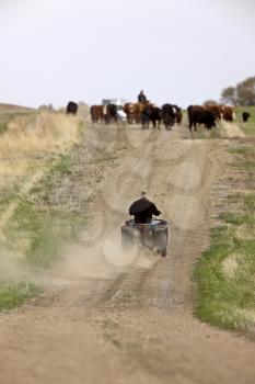 Cattle Herding Saskatchewan Canada