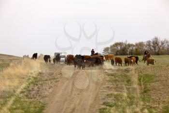 Cattle Herding Saskatchewan Canada