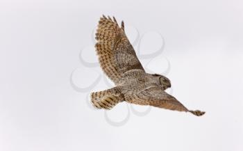 Great Horned Owl in Flight Saskatchewan Canada
