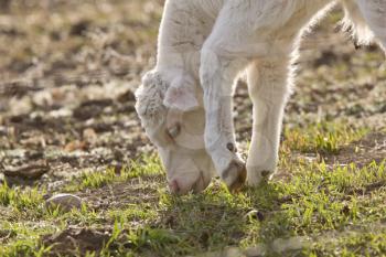 White Baby Cow Calf eating grass