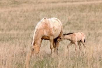 Horse and Colt in Pasture Saskatchewan Canada