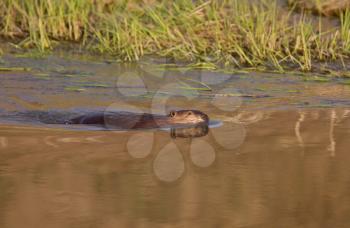 Beaver swimming in river at sunset