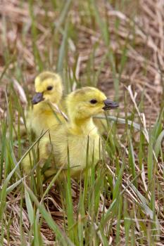 Baby Geese Goslings in Grass Saskatchewan