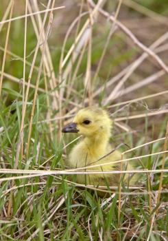 Baby Geese Goslings in Grass Saskatchewan