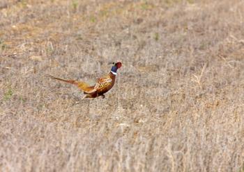 Ring Necked Pheasant Male in Field Saskatchewan