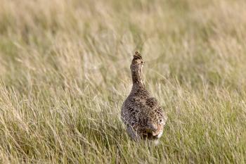 Sharp Tailed Grouse in Field Saskatchewan Canada