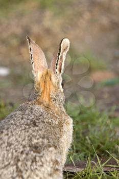 Bush Rabbit Bunny Saskatchewan Canada