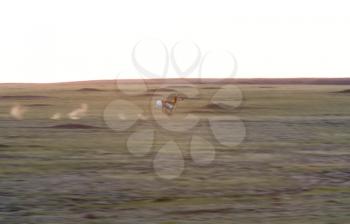 Panned Photo of Antelope running in Prairie Saskatchewan