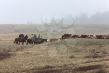 Cattle Herding by Horseback in the Mist Cyprus Hills Canada