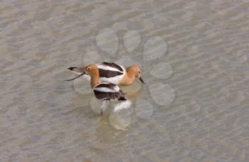 Avocets in Water Canada