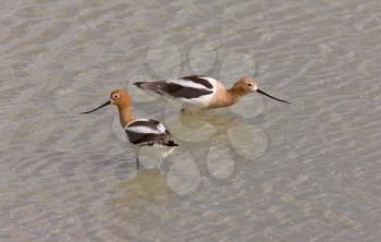 Avocets in Water Canada
