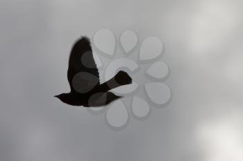 Silhouette of Crow in Flight