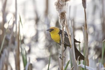 Yellow Headed Blackbird in Marsh Canada