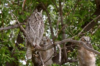 Adult Great Horned Owl behind two fledglings