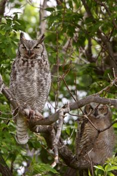 two Great Horned Owl fledglings perched in tree