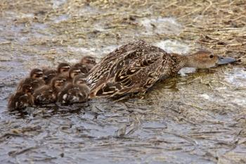 Female duck and ducklings hiding on shore of pothole