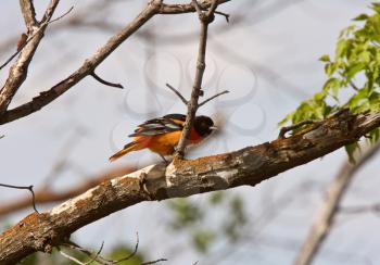Baltimore Oriole perched on branch