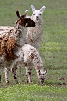 Family of lamas in Saskatchewan pasture