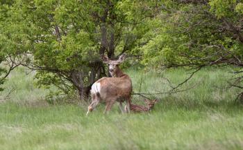 Mule Deer doe with fawn hiding in tall grass