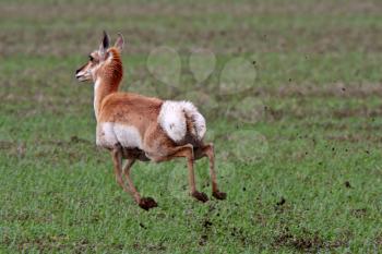 Pronghorned Antelope running through field