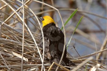Male Yellow headed Blackbird amongst water plants