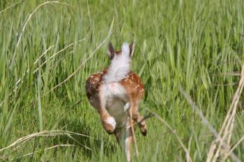 White tailed Deer fawn running through grass