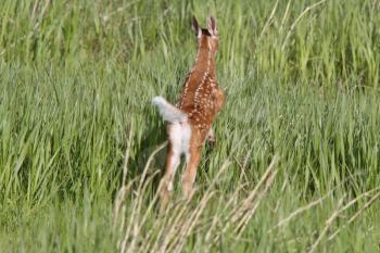 White tailed Deer fawn leaping through tall grass