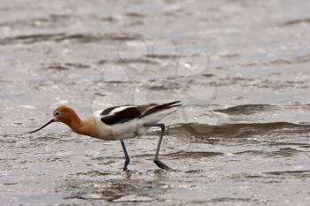 American Avocet wading in shallow water