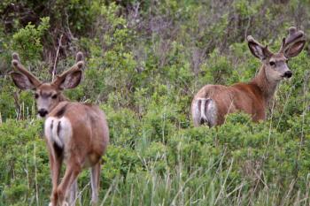 Mule Deer bucks with velvet on antlers