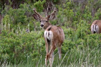 Mule Deer buck with velvet on antlers