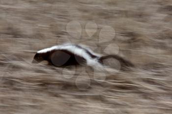 Striped Skunk running through field