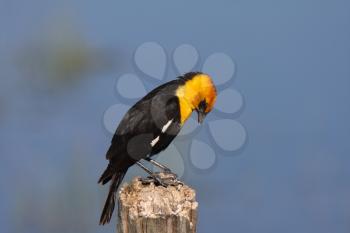Male Yellow headed Blackbird perched on post