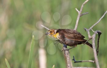 Female Yellow headed Blackbird perched on branch