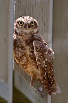 Burrowing Owl on window seal