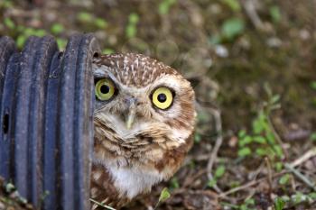 Burrowing Owl in culvert